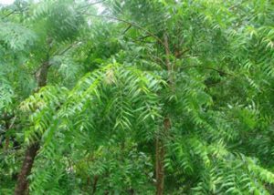 health benefits of neem leaves
