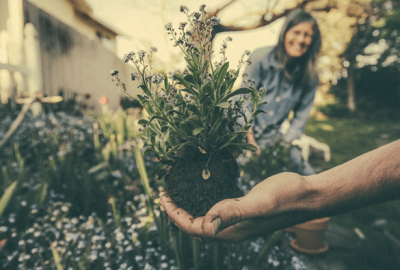 How to Create a Healthy Garden